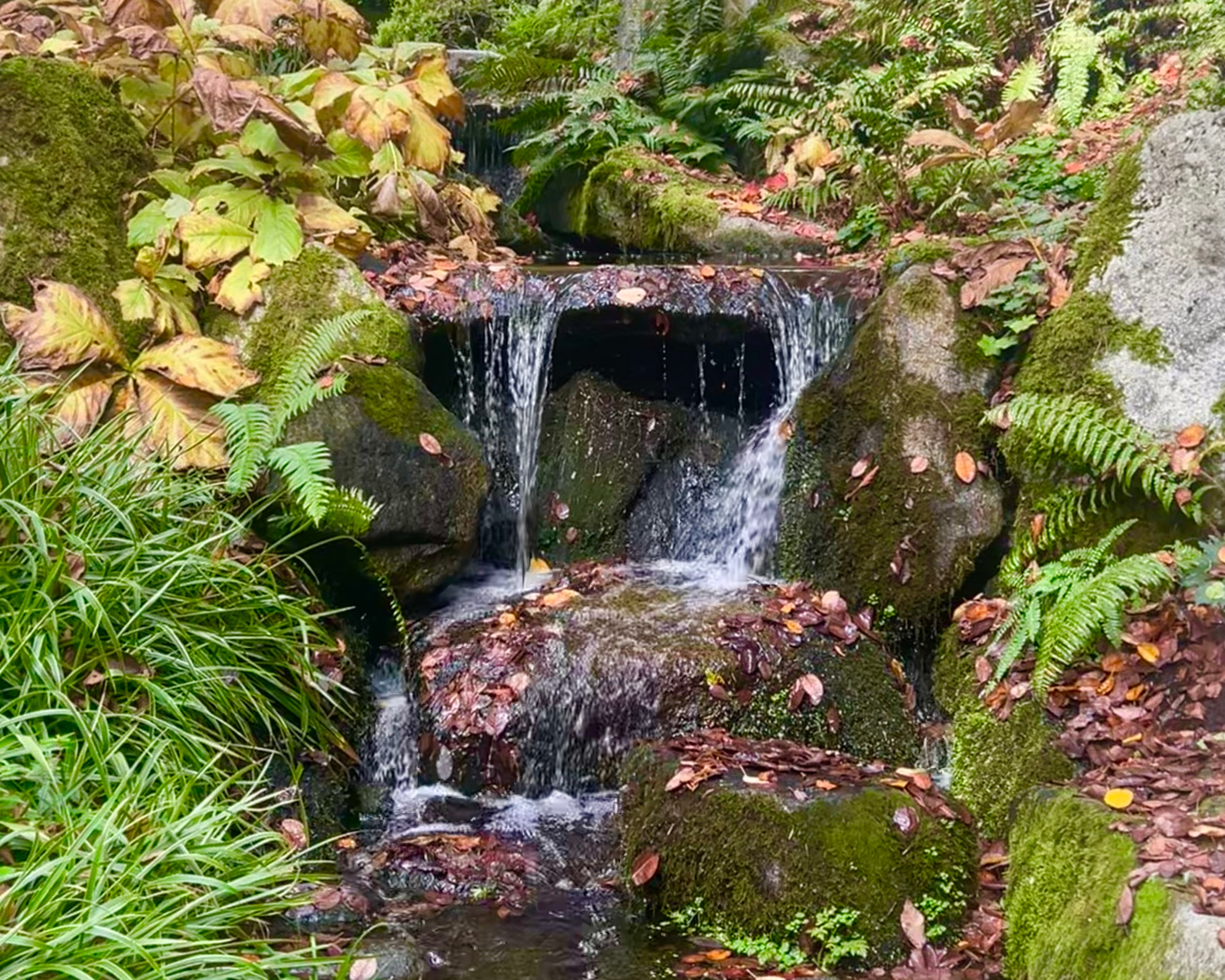 A waterfall surrounded by trees and foliage in Bellevue Botanical Garden.