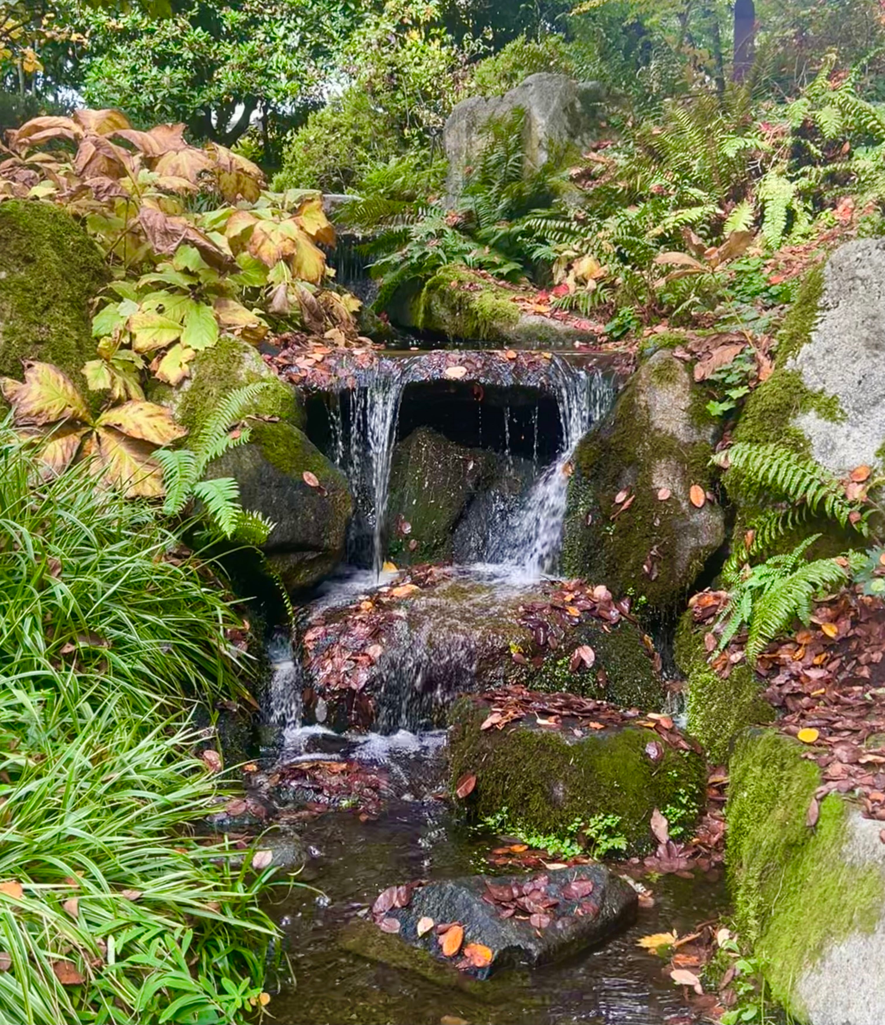 A waterfall surrounded by trees and foliage in Bellevue Botanical Garden.