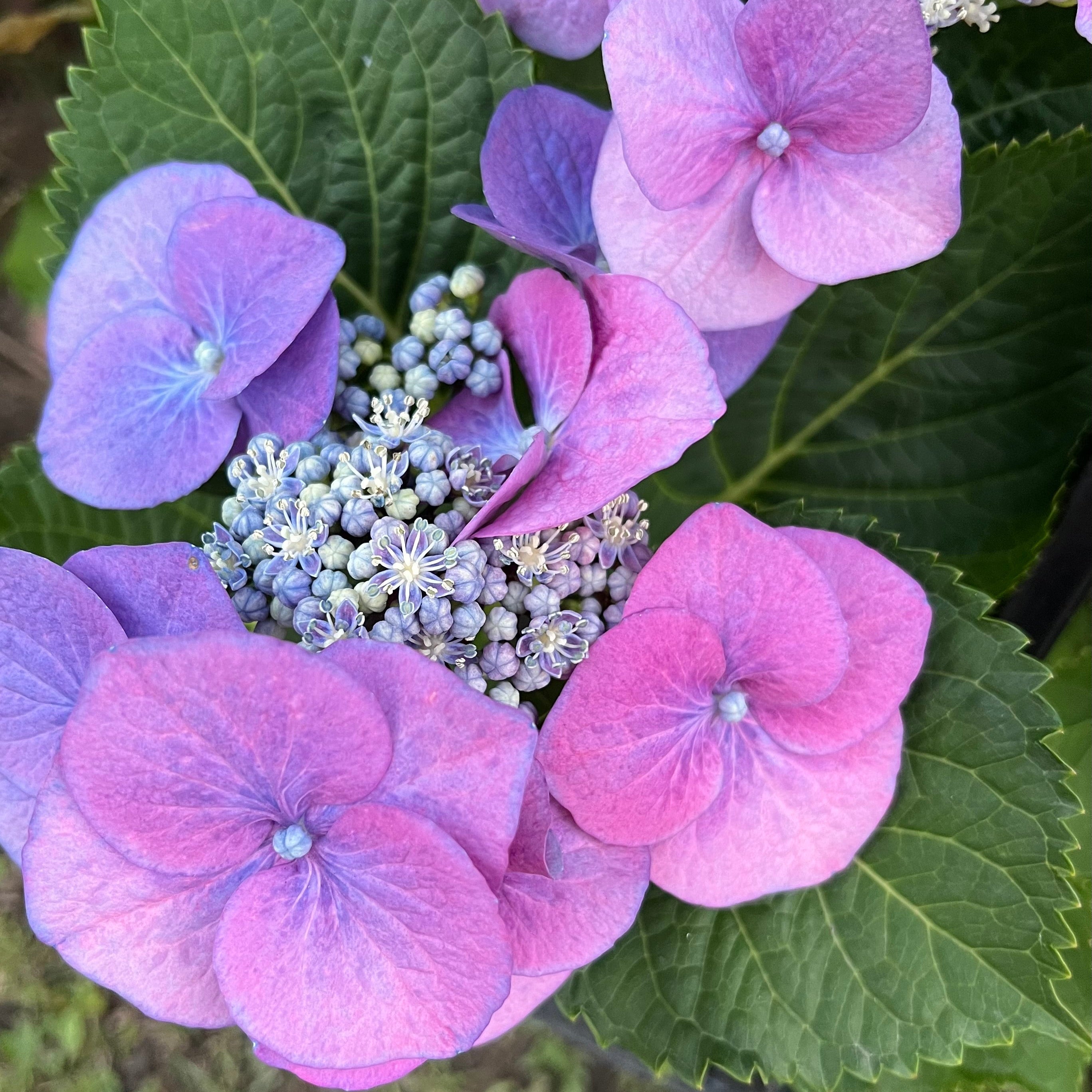 Floral